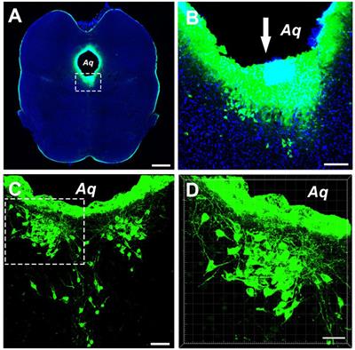 Connection Input Mapping and 3D Reconstruction of the Brainstem and Spinal Cord Projections to the CSF-Contacting Nucleus